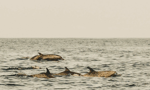 Pod of dolphins in Panama